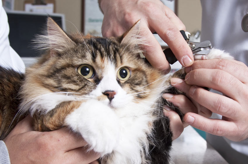 Sådan du din kats kløer | Pasning og af katte | Katte