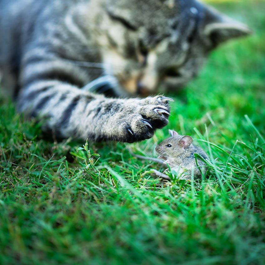 En kat jager efter en mus udenfor i græsset