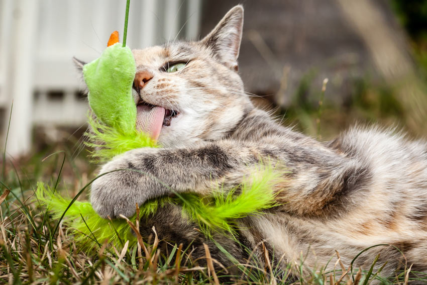En kat slikker og leger med et stykke legetøg i haven