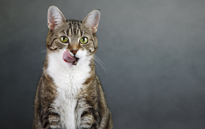 En kat slikker sig om munden i forventning efter en godbid