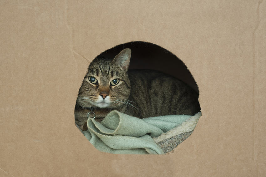En kat ligger inde i sit bur, klar til at flytte hus