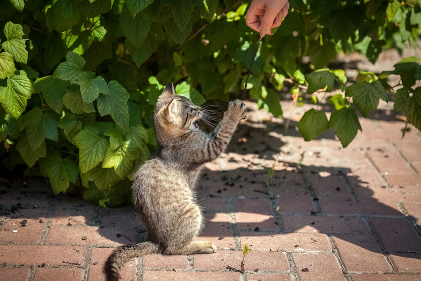 En kat leger med en fjer i haven