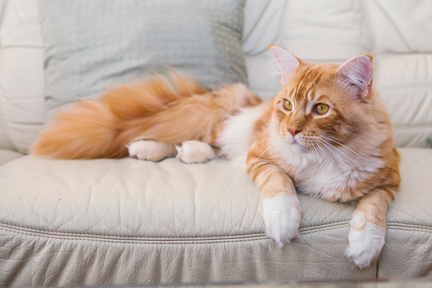 En børnevenlig Maine Coon kat