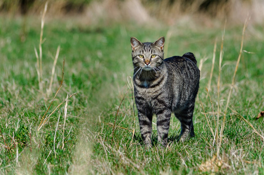 En børnevenlig manx kat