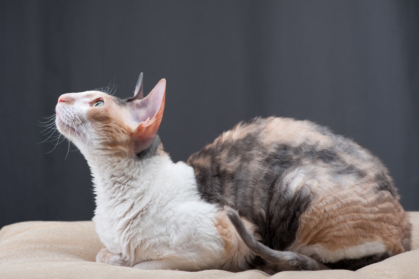 En klog og nysgerrig cornish rex