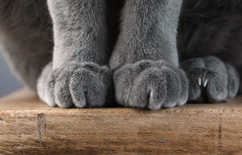 Et nærbillede af en British Shorthair kats kæmpestore poter