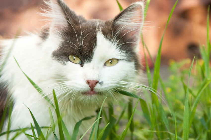 Et nærbillede af en sort og hvid huskat der spiser græs