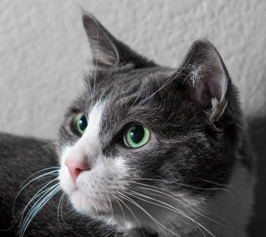 input Indsigt Maladroit Hvorfor har katte knurhår? | Hvorfor gør katte sådan….? | Katte
