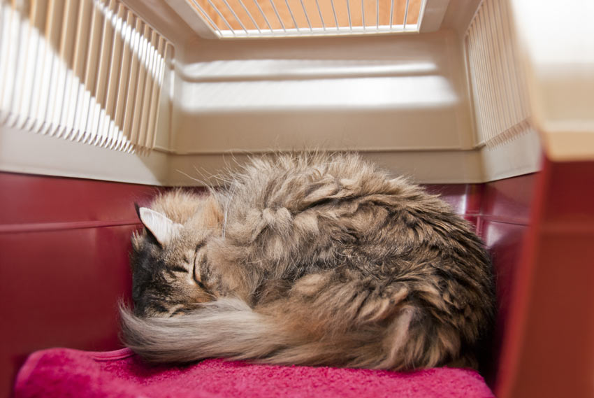 En nuttet kat har krøllet sig sammen i sin transportkasse og lagt sig til at sove