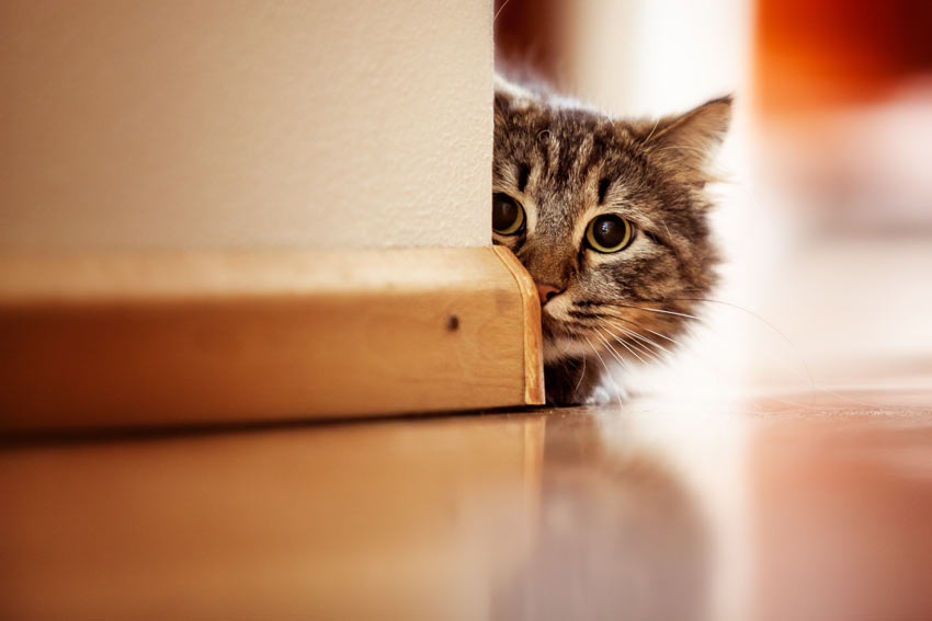 Bring en ny kat Katte | Guides | Omlet DK