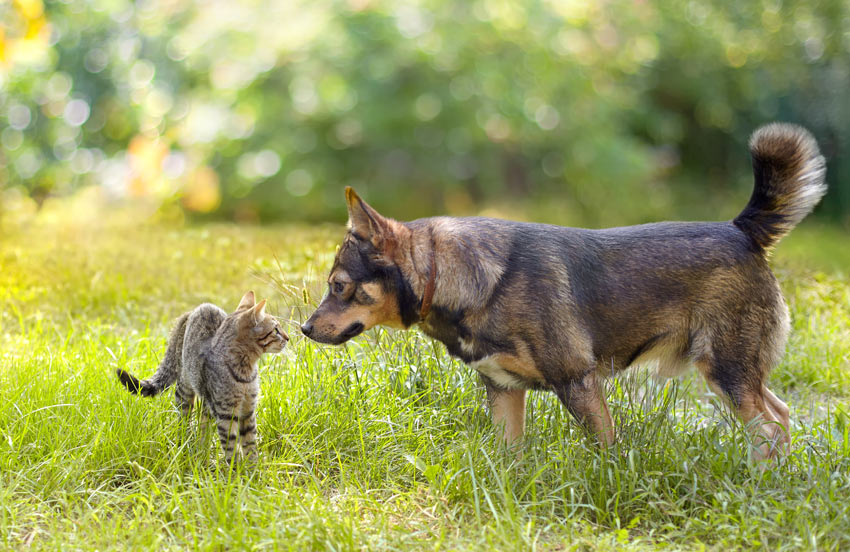 En hund og en kat mødes for første gang og snuser til hinanden