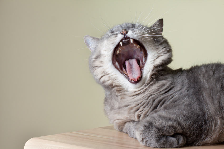 En dejlig blød kat viser sine skarpe hvide tænder frem