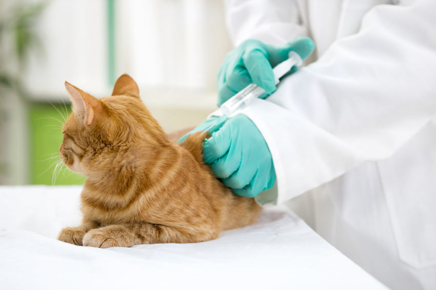 En rød og hvid kat får en indsprøjtning hos dyrlægen