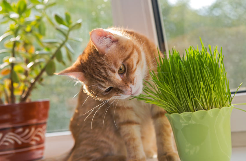 En rød og hvid kat dufter til en frisk katteurt plante