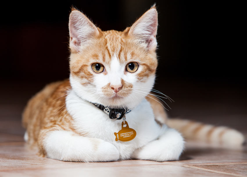 En kat med kattehalsbånd
