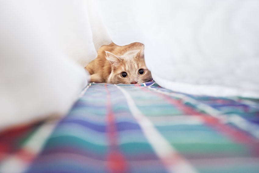 En rød kat leger under sengetøjet