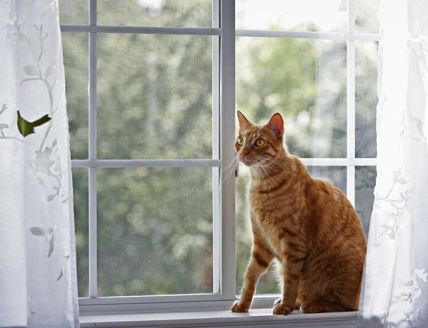 En rødhåret kat sidder foran et lukket vindue