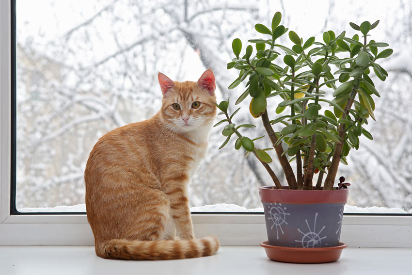 En rødhåret kat sidder ved siden af en indendørs plante