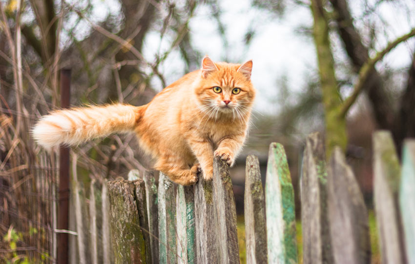En rød kat med perfekt balance klatrer langs toppen af et hegn