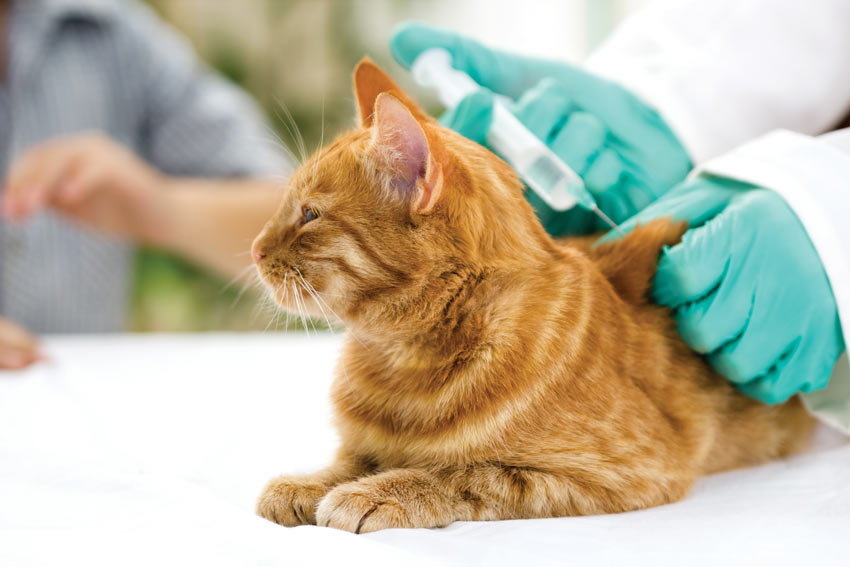 En rød tabby kat bliver vaccineret