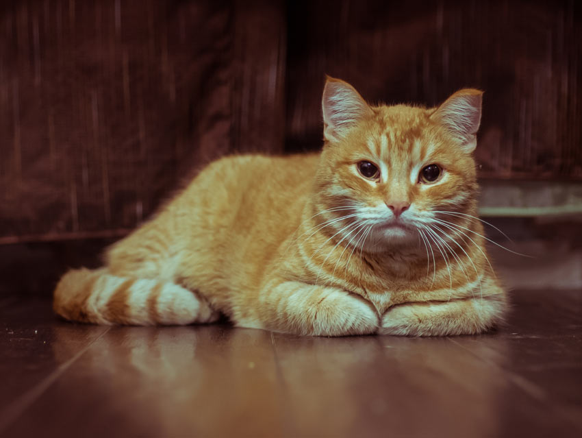En rødhåret kat hviler sig på gulvet med poterne gemt