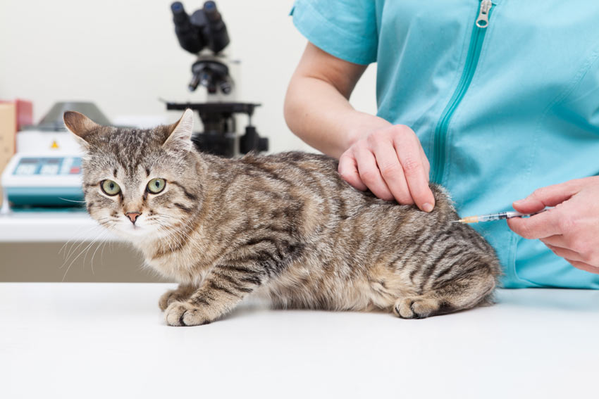Vaccination af katte Sundhed helbred | Katte | Guide | Omlet