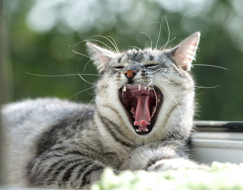 En grå tabby kat viser sine rene hvide tænder frem i et gab