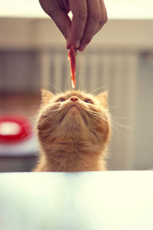 En sulten lille rødhåret kat rækker ud efter en godbid