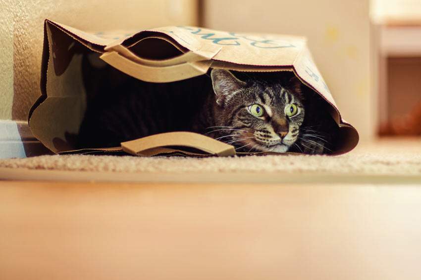 En nysgerrig lille tabby kat gemmer sig i en papirspose