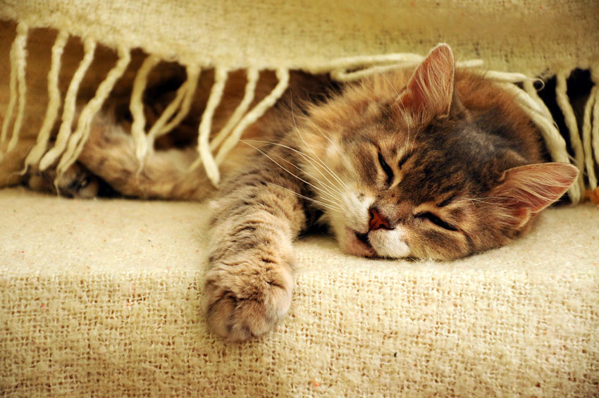 En doven kat tager en lur på sofaen