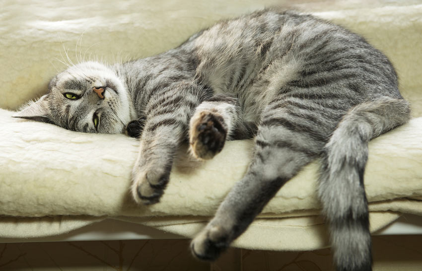 En doven grå kat sover på sofaen