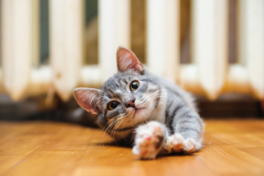 Tegn på sygdom hos katte | Sundhed og | Katte Guides | Omlet DK