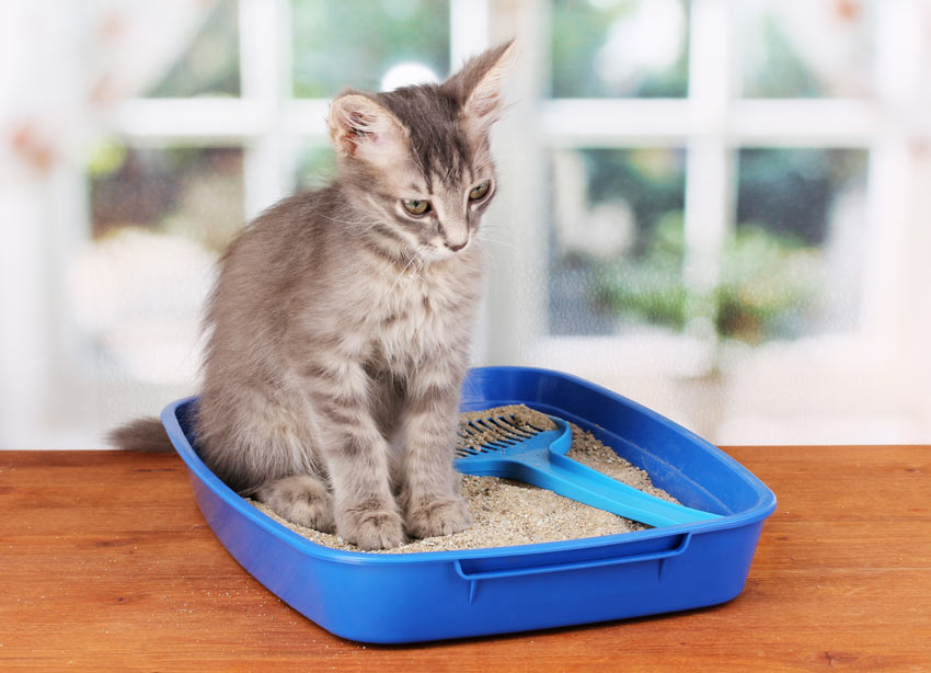 En sød lille grå killing anvender en blå plastik kattebakke indendørs