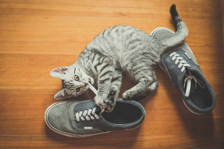 En sød lille tabby kat leger med et par sko