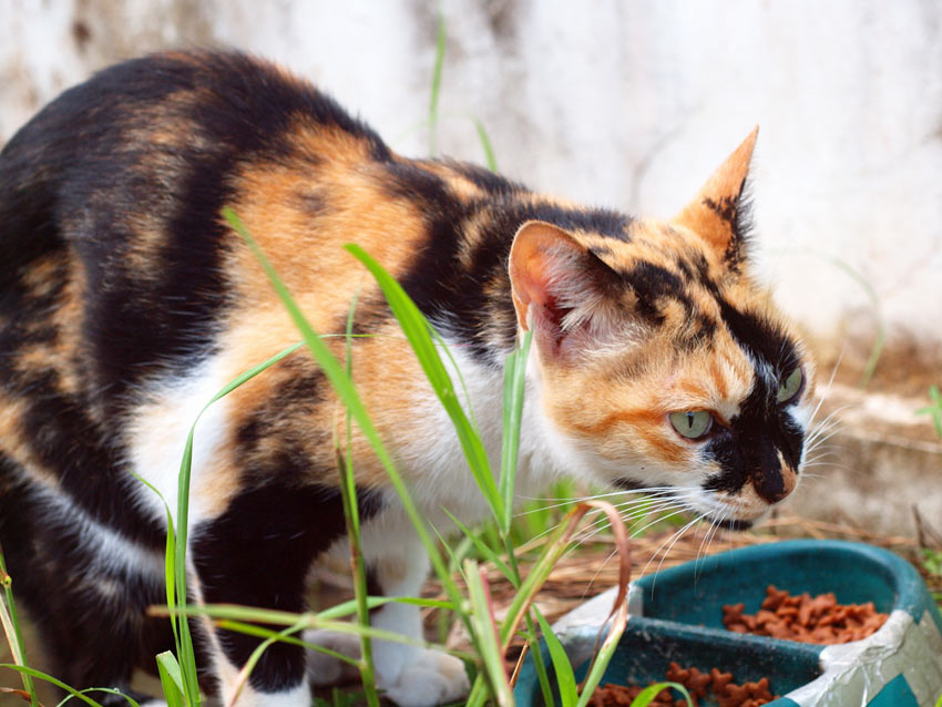 En vidunderlig trefarvet kat spiser en skål tørfoder