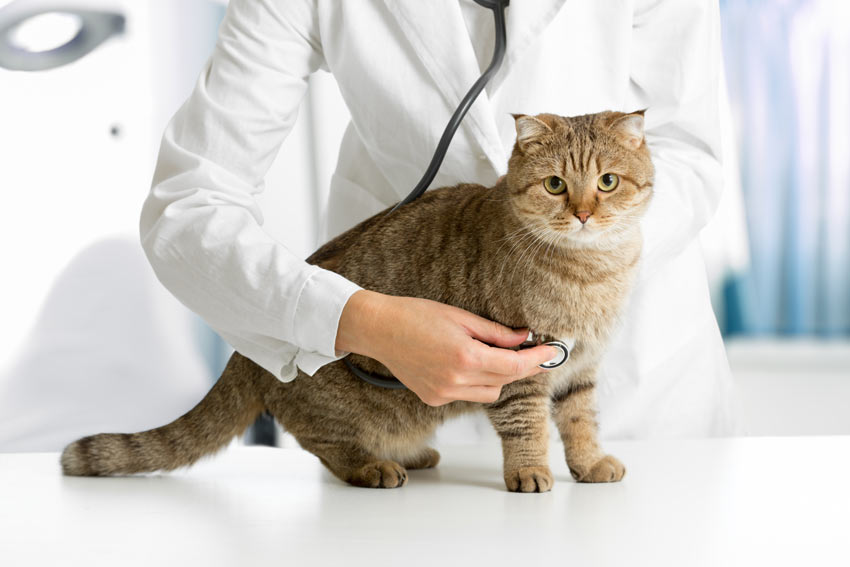 En nuttet lille kat får en rutineundersøgelse hos dyrlægen