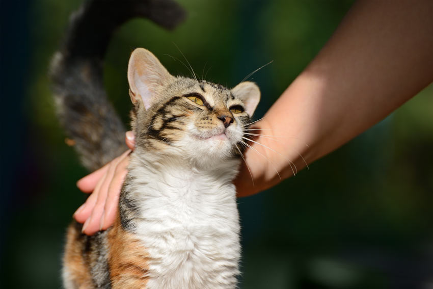 En dejlig ung tabby kat nyder at blive nusset af sin ejer