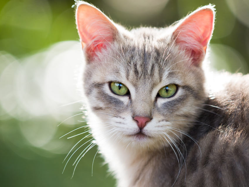 En yndig ung tabby kat med store, smukke, grønne øjne