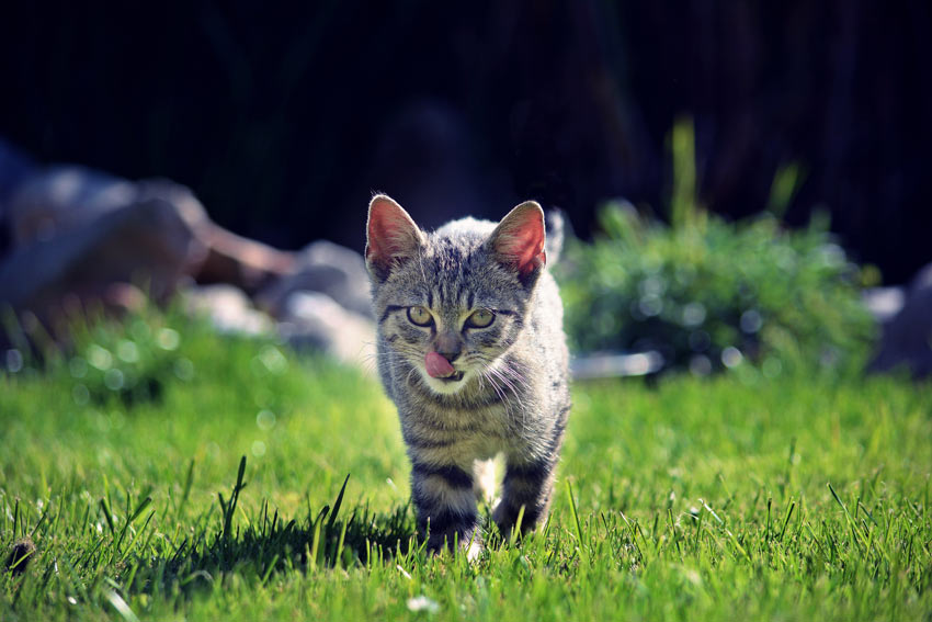 En killing i voksealderen på græsplænen
