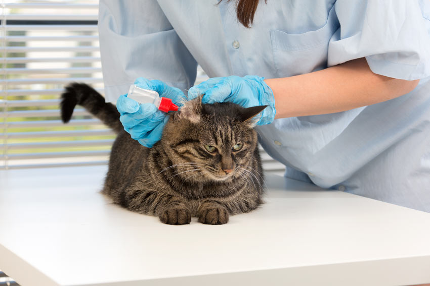 En kat der får øredråber hos dyrlægen