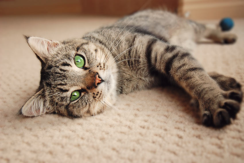 En huskat ligger på tæppet med udstrakte poter