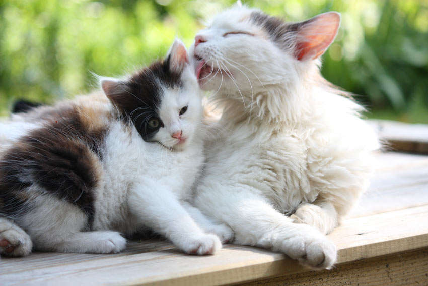 Countryside antage Væve Drægtighed hos katte | Sundhed og helbred | Katte | Guides | Omlet DK