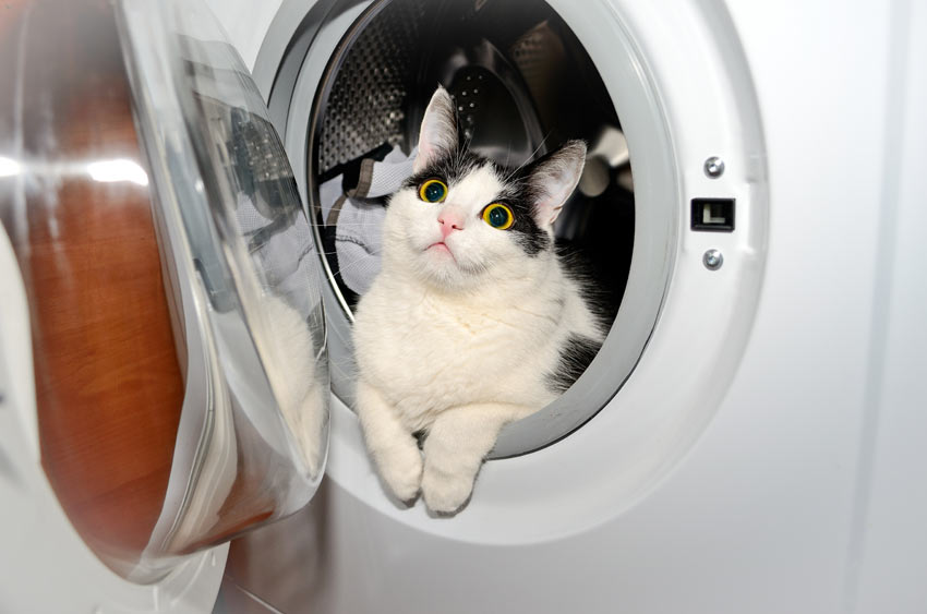 Satire kapitalisme Bliv forvirret Gør dit hjem sikkert | Bring en ny kat med hjem | Katte | Guide | Omlet DK