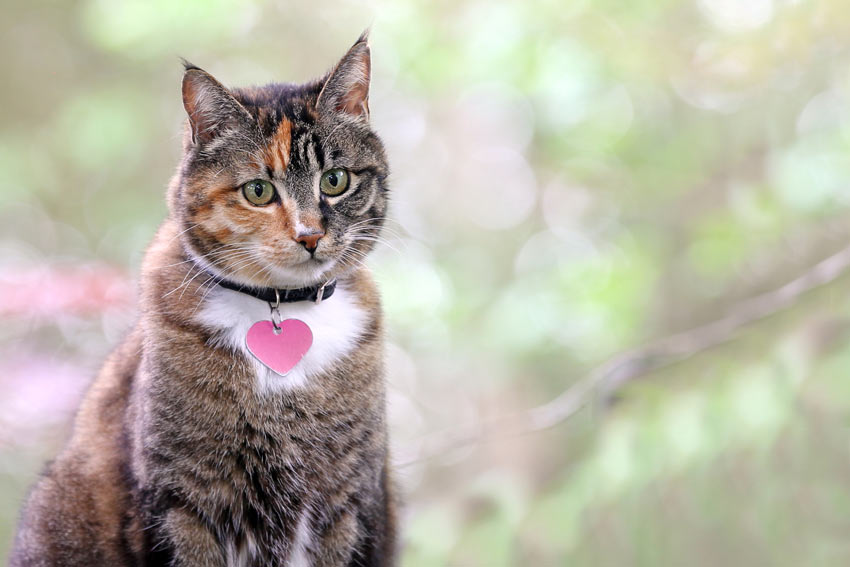 Et portræt af en voksen tabby kat med halsbånd og skilt