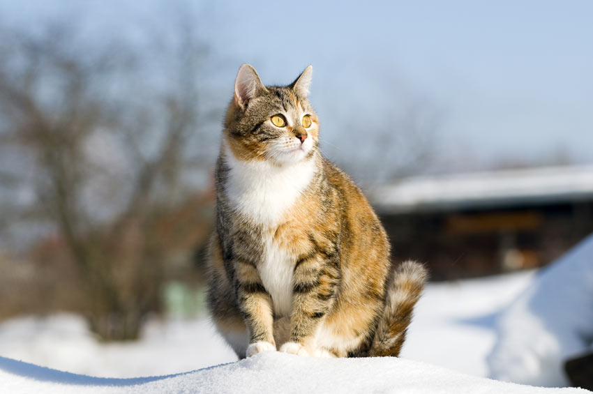 Drægtighed hos katte | Sundhed og helbred | Katte | Guide Omlet DK