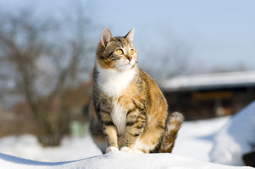 En drægtig kat sidder udenfor i sneen