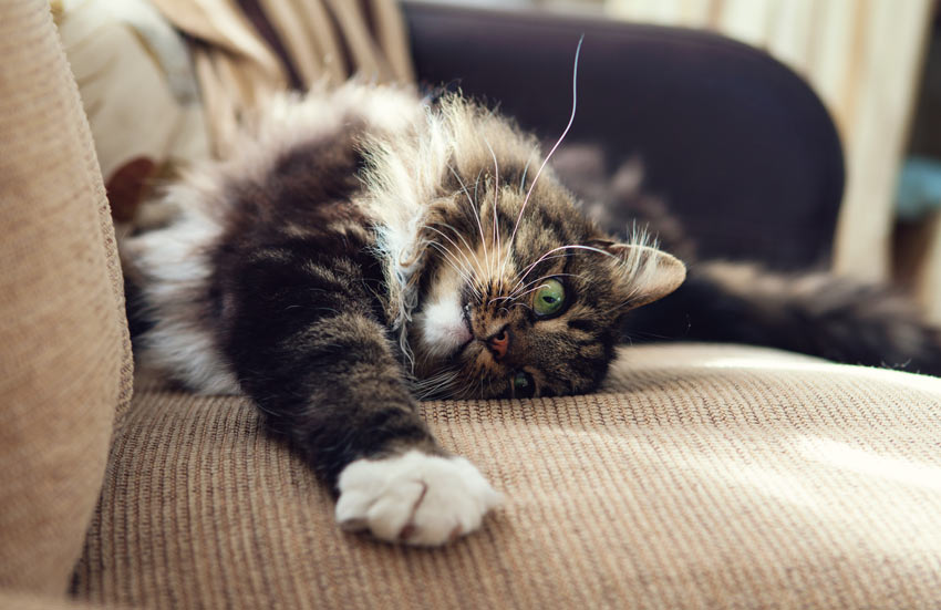En afslappet udstrakt kat på sofaen