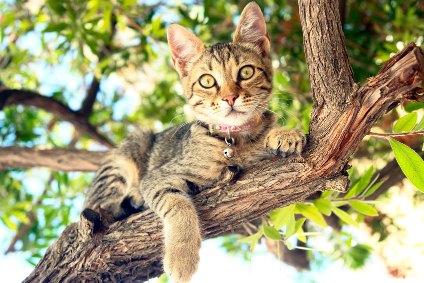 En korthåret tabby kat i et træ
