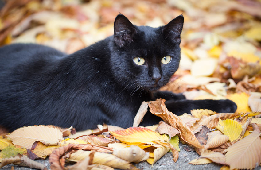 En ensfarvet sort kat