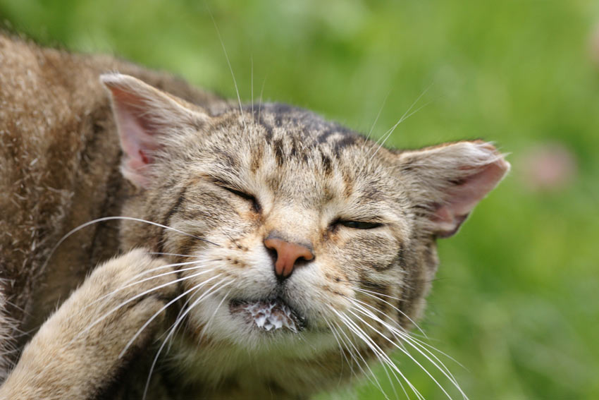An tabby kat klør sig selv i ansigtet med bagbenet